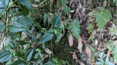 Tripterospermum luzonense