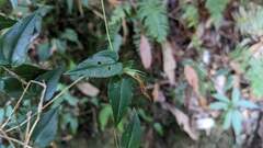 Tripterospermum luzonense