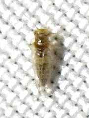 Heteropsylla
