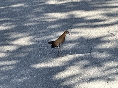 Rallina eurizonoides