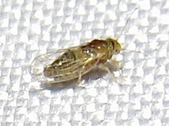 Heteropsylla