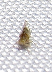 Heteropsylla
