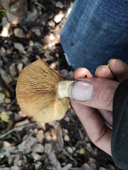 Lactarius mairei