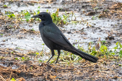 Quiscalus major