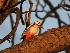 Dendrocopos major