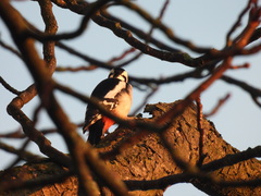 Dendrocopos major
