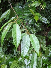 Ficus sarmentosa nipponica