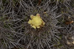 Copiapoa coquimbana