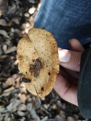 Lactarius mairei