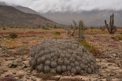 Copiapoa coquimbana
