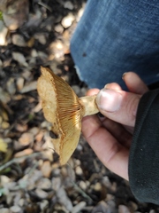 Lactarius mairei