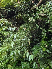 Ficus sarmentosa nipponica