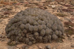 Copiapoa coquimbana