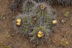 Copiapoa coquimbana