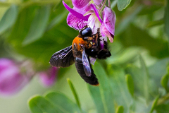 Xylocopa flavorufa