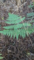 Dryopteris paleolata