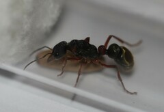 Myrmecia chrysogaster