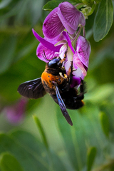 Xylocopa flavorufa
