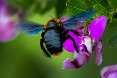 Xylocopa flavorufa