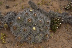 Copiapoa coquimbana
