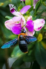 Xylocopa flavorufa
