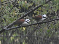 Garrulax leucolophus