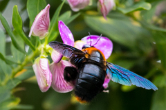 Xylocopa flavorufa