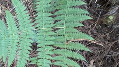 Dryopteris paleolata