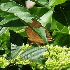 Doleschallia bisaltide