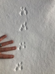 Peromyscus maniculatus