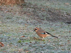 Garrulus glandarius