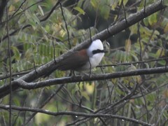 Garrulax leucolophus