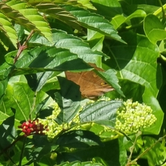 Doleschallia bisaltide