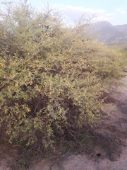 Prosopis torquata