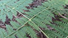 Dryopteris paleolata