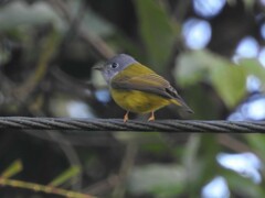 Culicicapa ceylonensis