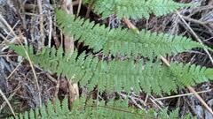 Dryopteris paleolata