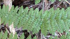 Dryopteris paleolata