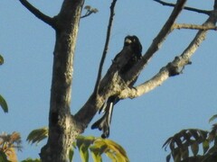 Dicrurus hottentottus