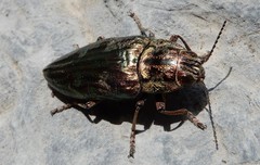 Chalcophora mariana massiliensis