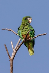 Amazona ventralis