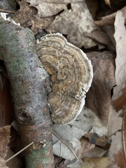 Trametes betulina