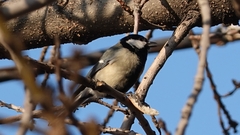 Parus major