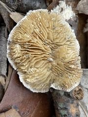 Trametes betulina