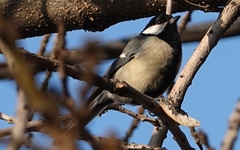 Parus major