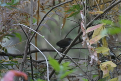 Pnoepyga pusilla