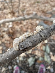 Trametes betulina