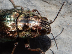 Chalcophora mariana massiliensis