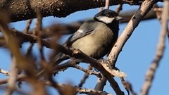 Parus major