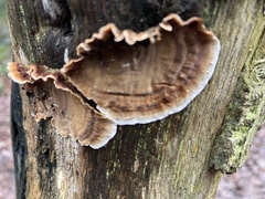 Stereum gausapatum